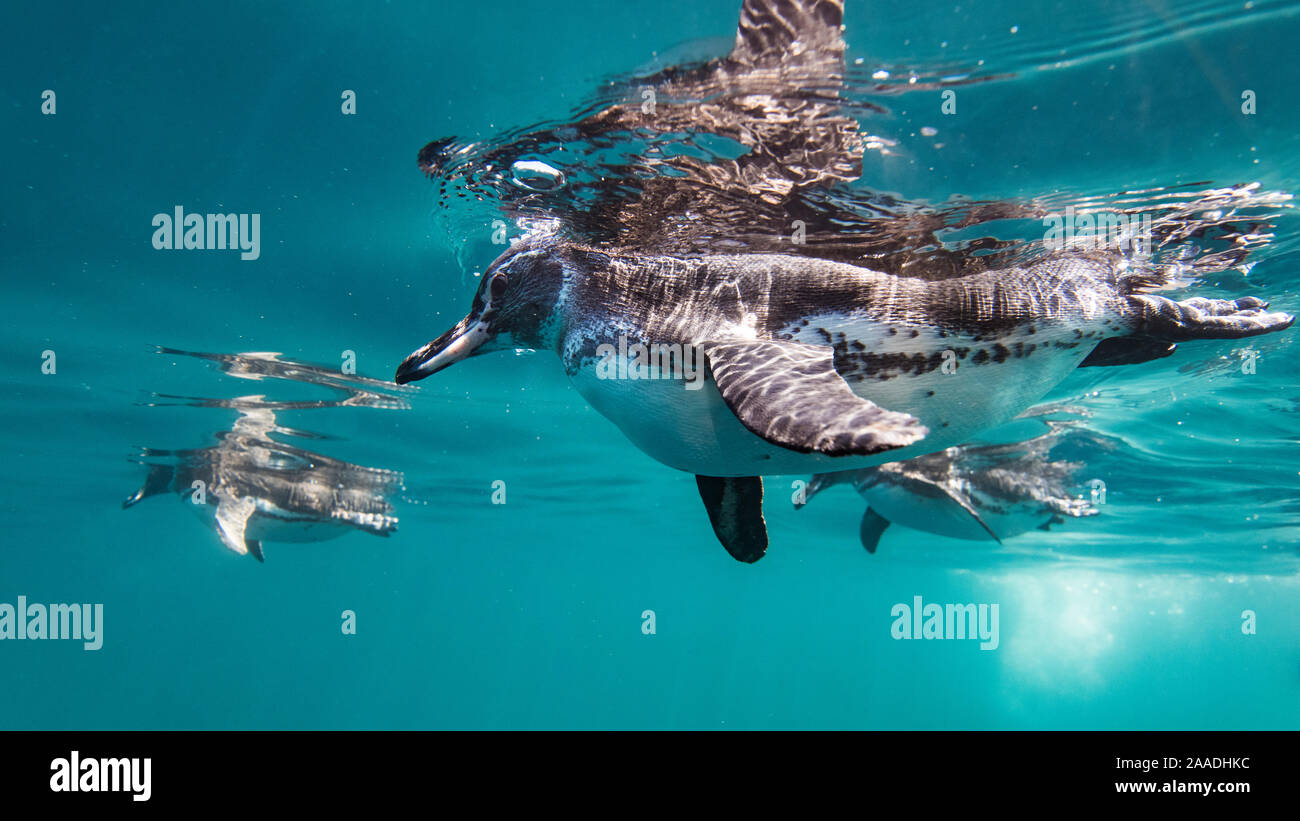Galapagos penguin (Spheniscus mendiculus) swimming near Isabela Island, Galapagos. Stock Photo