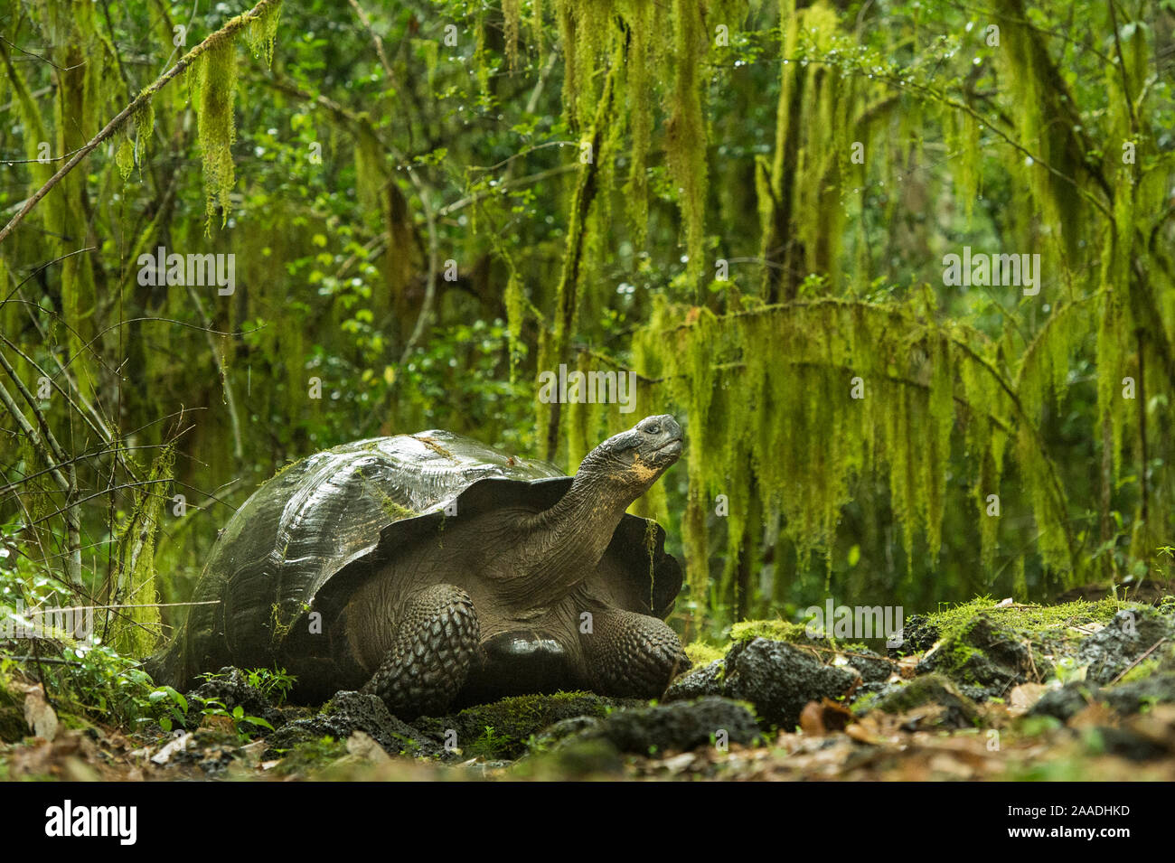 Galapagos giant tortoise (Chelonoidis nigra) in the forest, Santa Cruz Island, Galapagos. Stock Photo