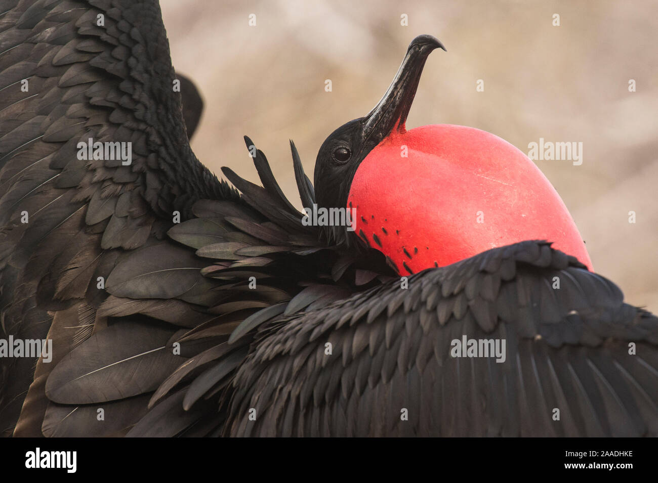 Magnificent frigatebird (Fregata magnificens) male displaying, red throat pouch inflated, North Seymour Island, Galapagos. Stock Photo