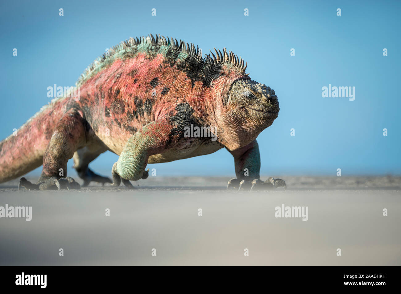 Image showcasing Breeding colours iguana hi-res stock photography and images - Alamy