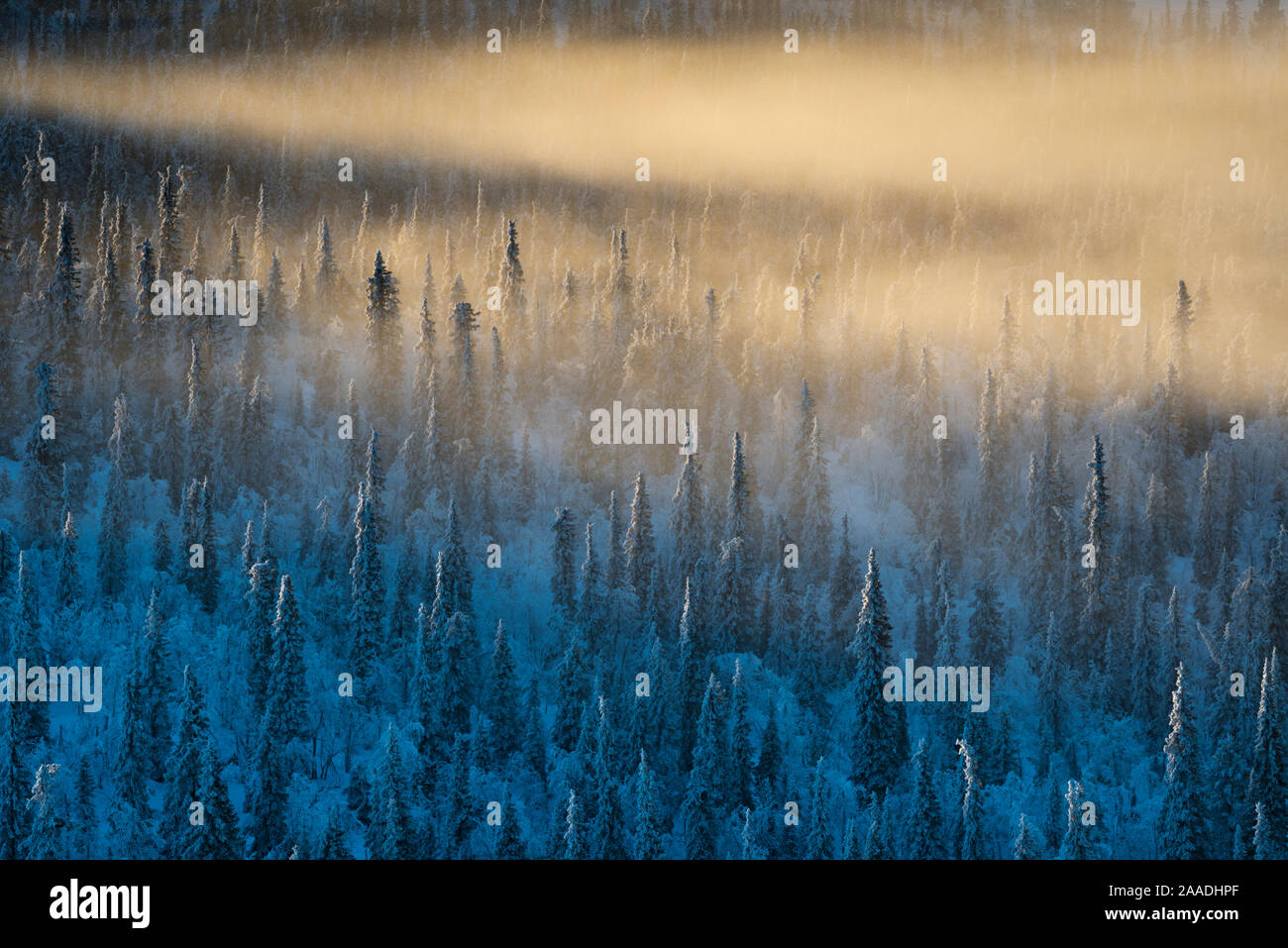 Misty, frost-covered Norway spruce (Picea abies), forest. Muddus National Park, Laponia World Heritage Site, Swedish Lapland, Sweden. December 2016. Stock Photo