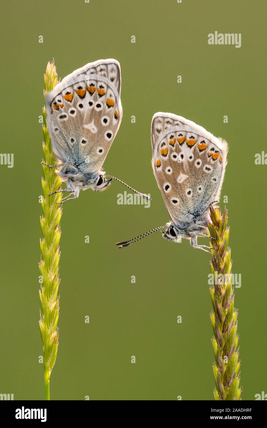 Common blue butterflies (Polyommatus icarus) resting on grasses, Vealand Farm, Devon, UK. June 2017 Stock Photo