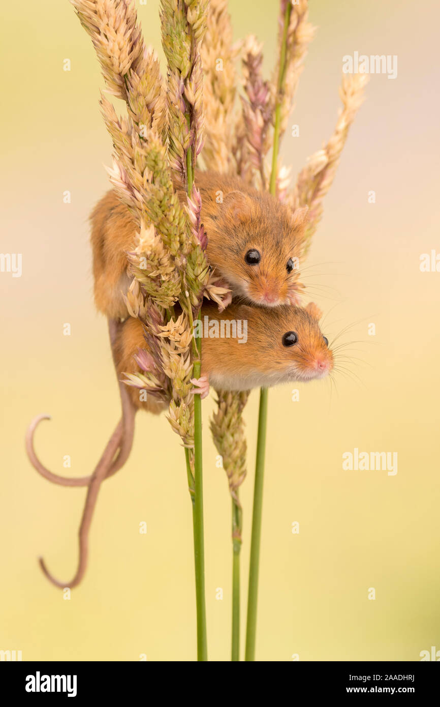 Harvest mice (Micromys minutus) on grass stems, Devon, UK. July 2016. Captive. Stock Photo