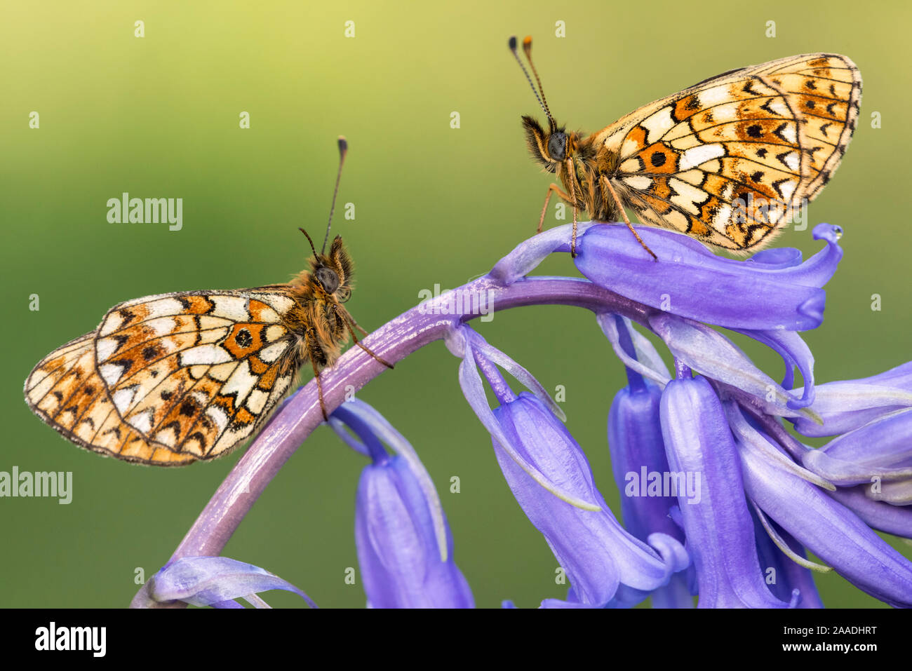 Two small pearl-bordered fritillary butterflies (Boloria selene) resting on bluebell, Marsland mouth, North Devon, UK. May 2017. Stock Photo