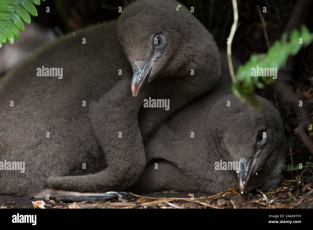 Yellow eyed penguin (Megadyptes antipodes) chicks, Enderby Island, Auckland Islands, New Zealand. January. Stock Photo