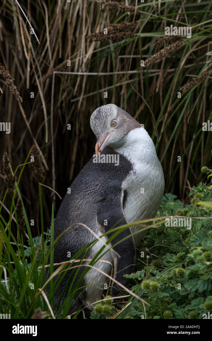 Yellow eyed penguin (Megadyptes antipodes) juvenile on Enderby Island, subantarctic Auckland Islands, New Zealand. January. Stock Photo