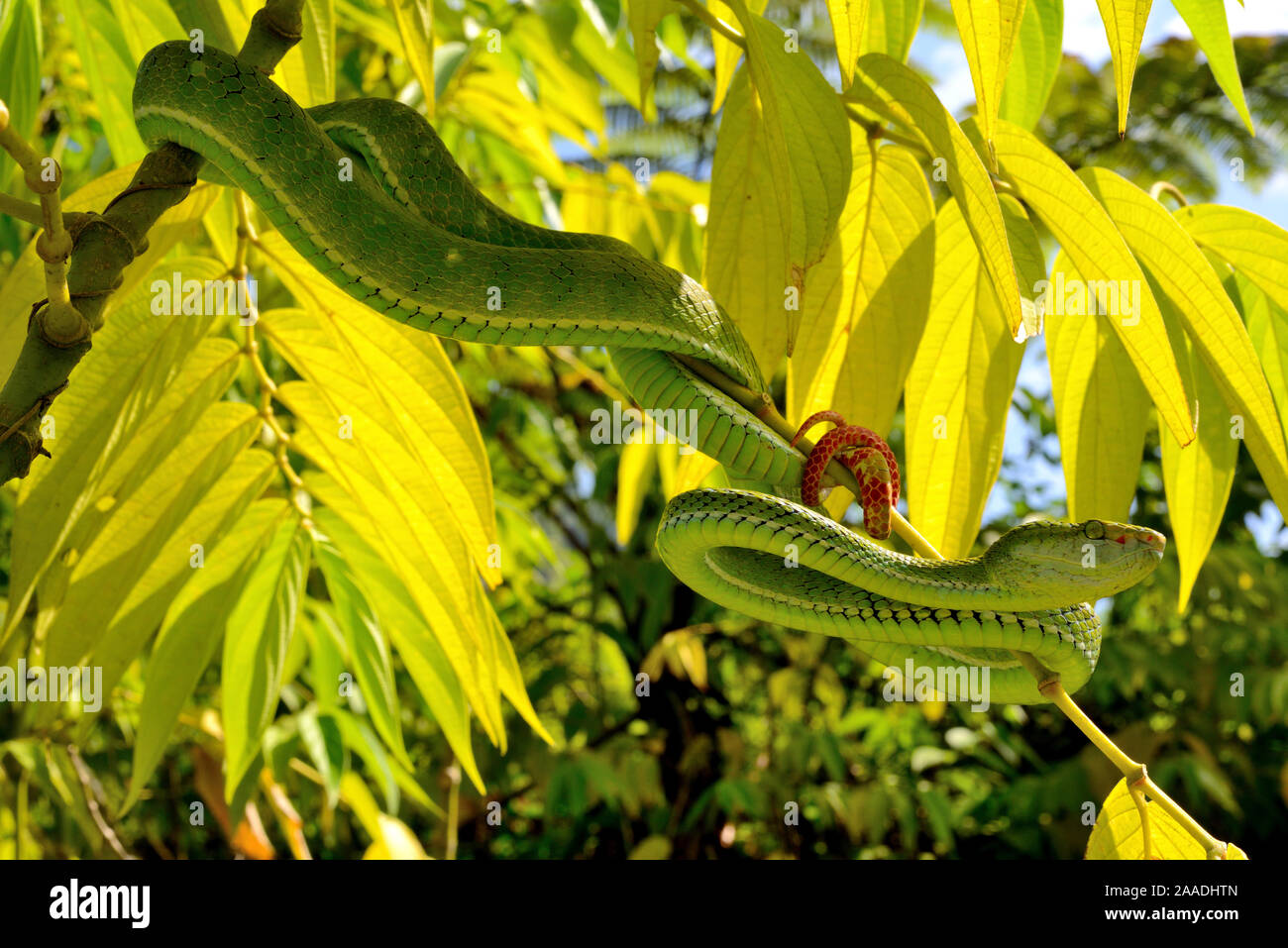 Hagen's pit viper (Trimeresurus hageni) in tree, Sumatra. Stock Photo