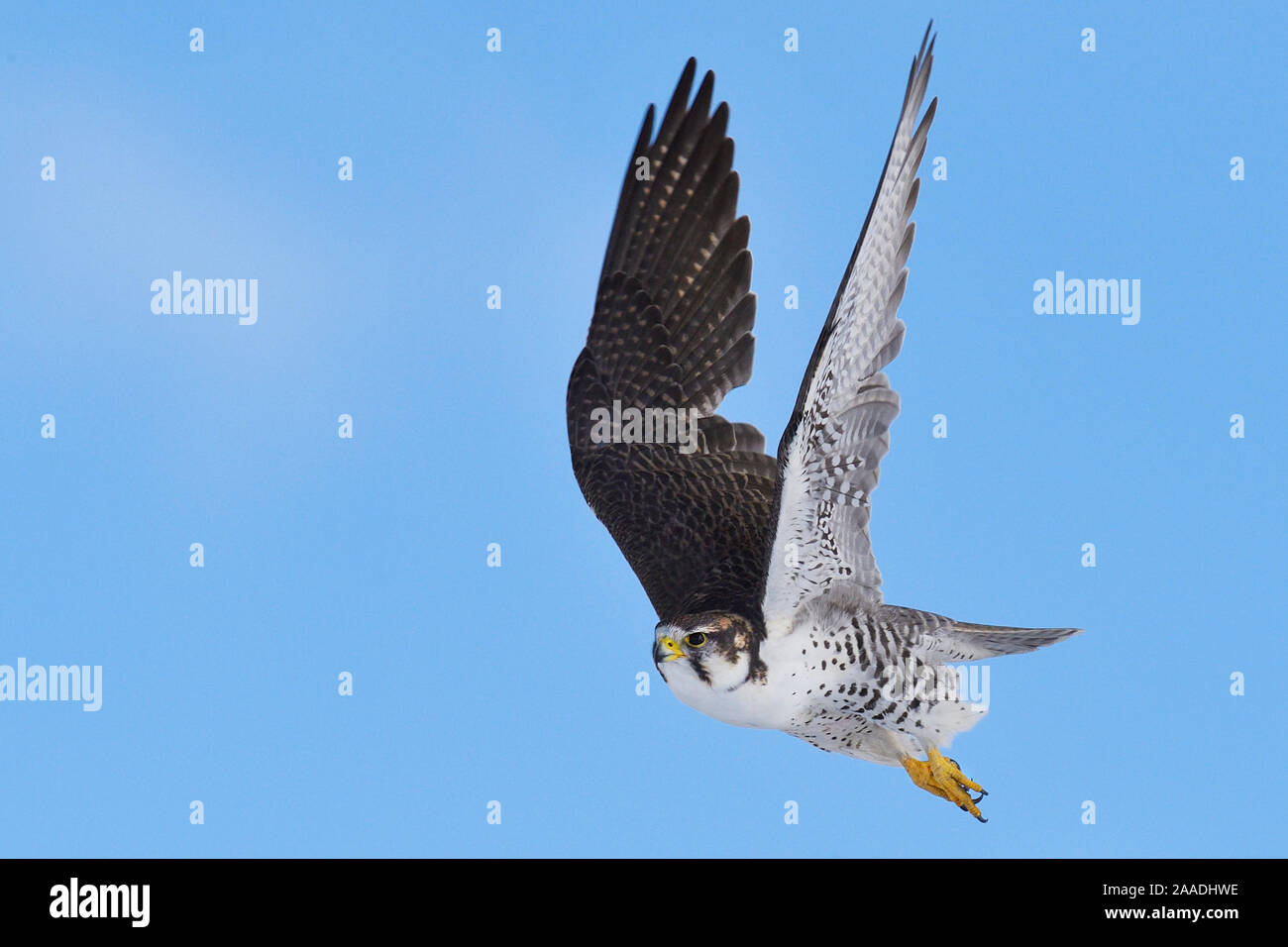 Saker falcon (Falco cherrug milvipes) in flight, Keke Xili, Changtang, Tibetan Plateau, Qinghai, China Stock Photo