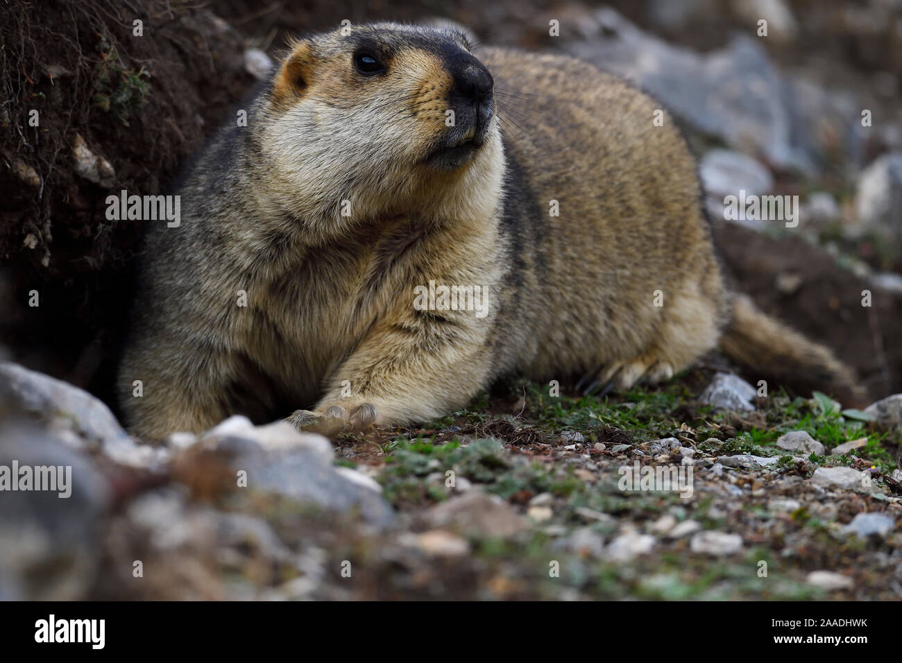 Himalayan marmots: Gold-diggers on the plateau - CGTN