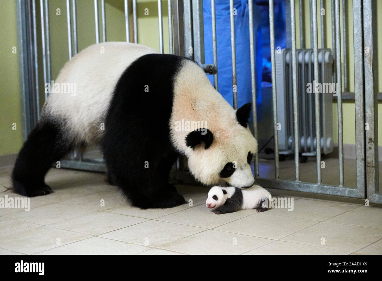 Giant panda (Ailuropoda melanoleuca) mother Huan Huan, picking up baby, age one month, Beauval Zoo, France. Sequence 3 of 5 September 2017. Stock Photo