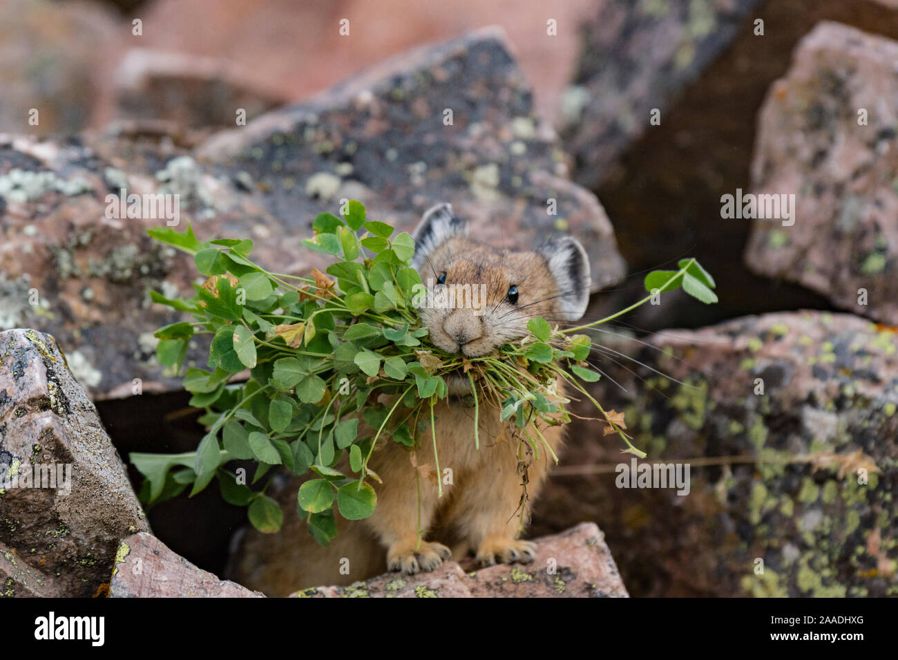 Pika (Ochotona princeps) gathering plants to store for winter, Bridger National Forest,  Wyoming, USA. August. Stock Photo