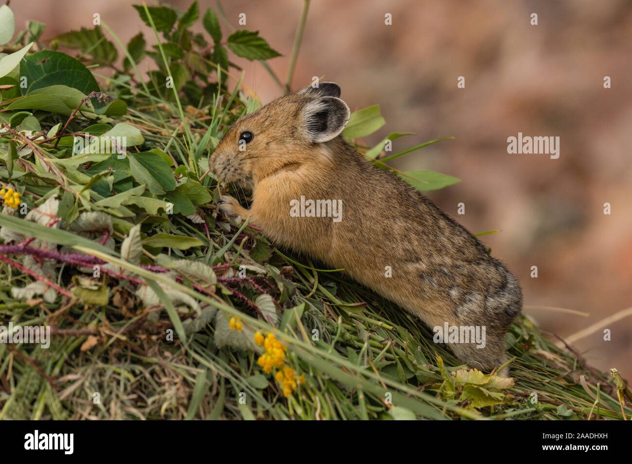 Pika (Ochotona princeps) gathering plants to store for winter, Bridger National Forest,  Wyoming, USA. August. Stock Photo