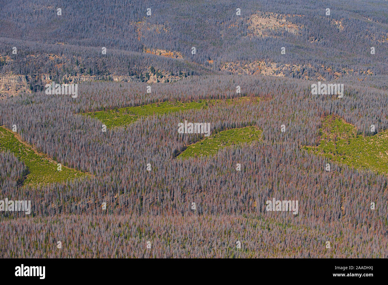 Aerial photograph of  Lodgepole Pine forest (Pinus contorta) with dead trees killed by Mountain pine beetle (Dendroctonud ponderosae)  Clear cut areas only have young trees. Granby, Colorado, USA. October The current outbreak of mountain pine beetles has been particularly aggressive. This is due to climate change, monoculture planting of trees and fire suppression. Stock Photo