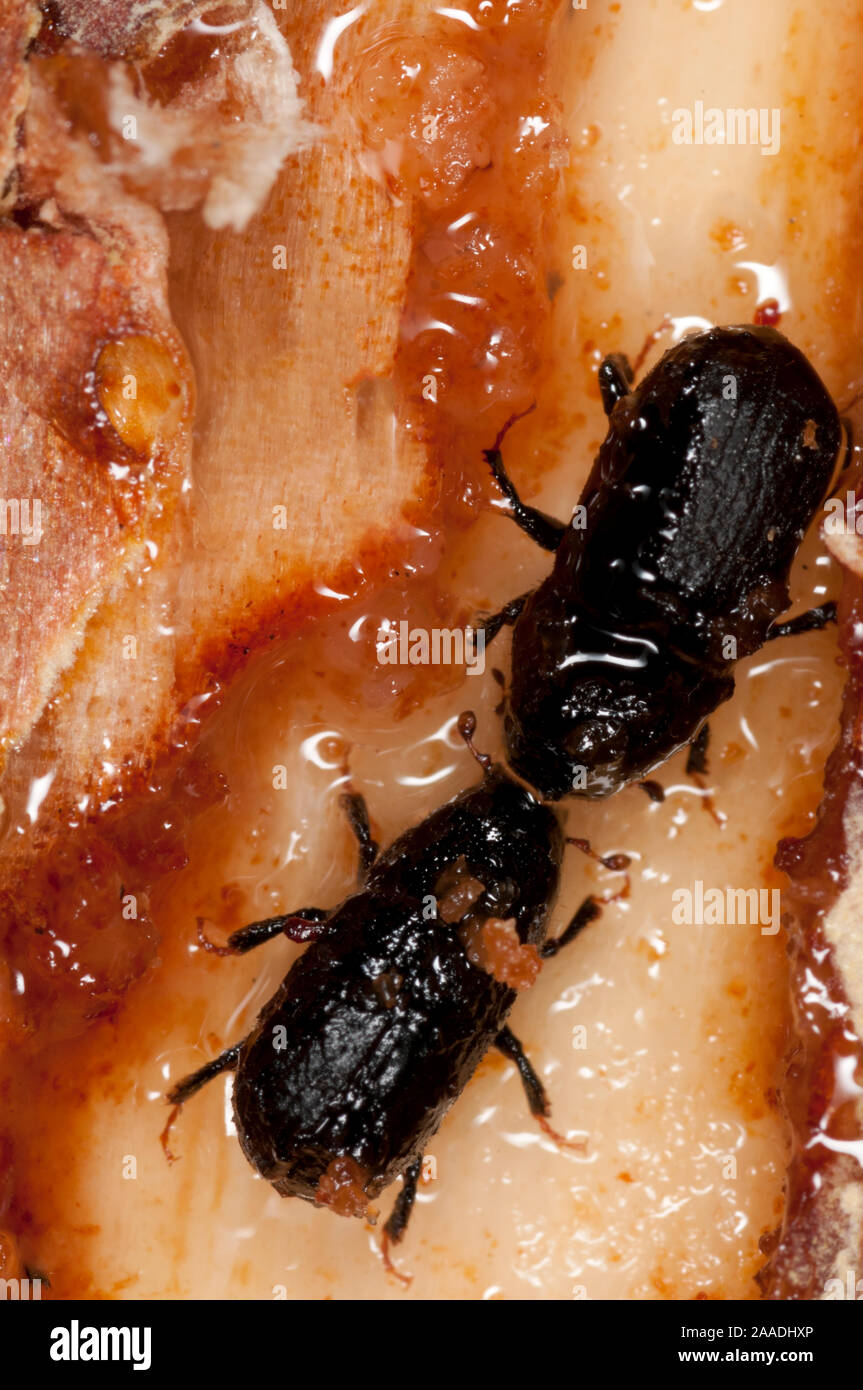 Mountain pine beetle (Dendroctonus ponderosae)  being 'pitched out' by  pitch / resin  in Lodgepole pine tree, Grand Teton National Park, Wyoming, USA.  The current outbreak of mountain pine beetles has been particularly aggressive. This is due to climate change, monoculture planting of trees and fire suppression. Stock Photo