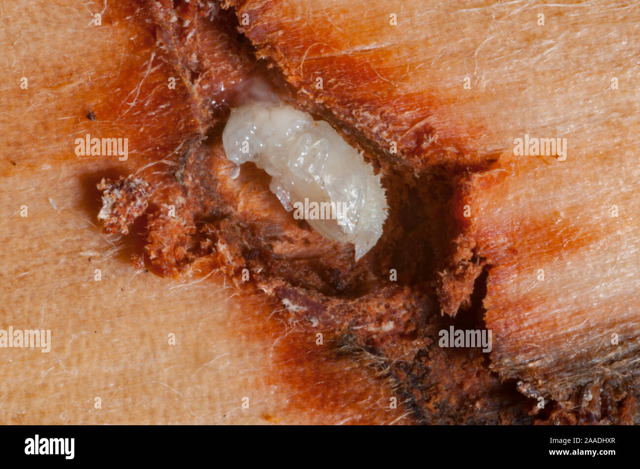 Mountain pine beetle (Dendroctonus ponderosae)  pupa in Lodgepole Pine,  Teton National Park, Wyoming, USA, August. The current outbreak of mountain pine beetles has been particularly aggressive. This is due to climate change, monoculture planting of trees and fire suppression. Stock Photo