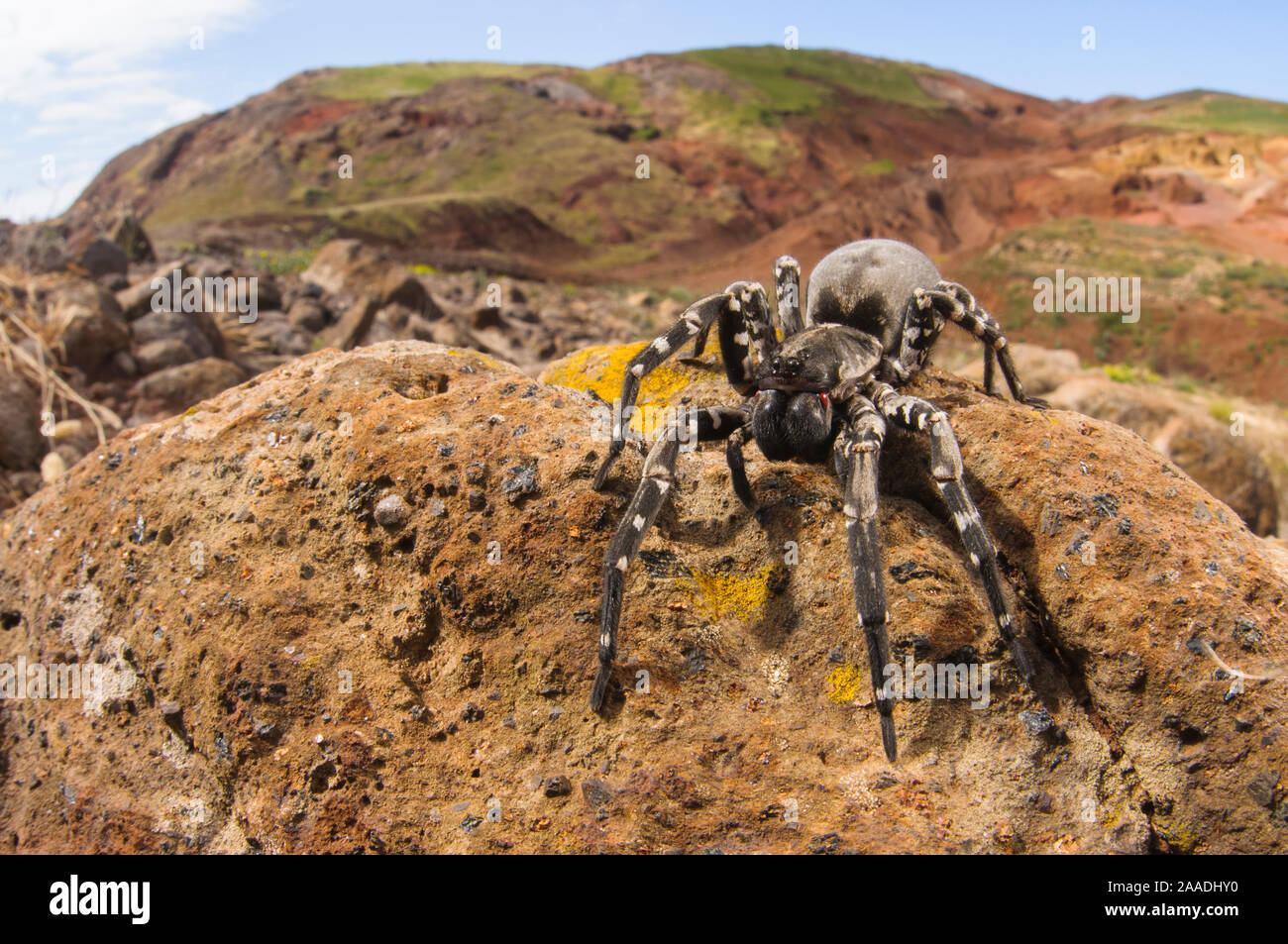 Deserta Grande wolf spider (Hogna ingens), Deserta Grande, Madeira, Portugal. Critically endangered. Stock Photo