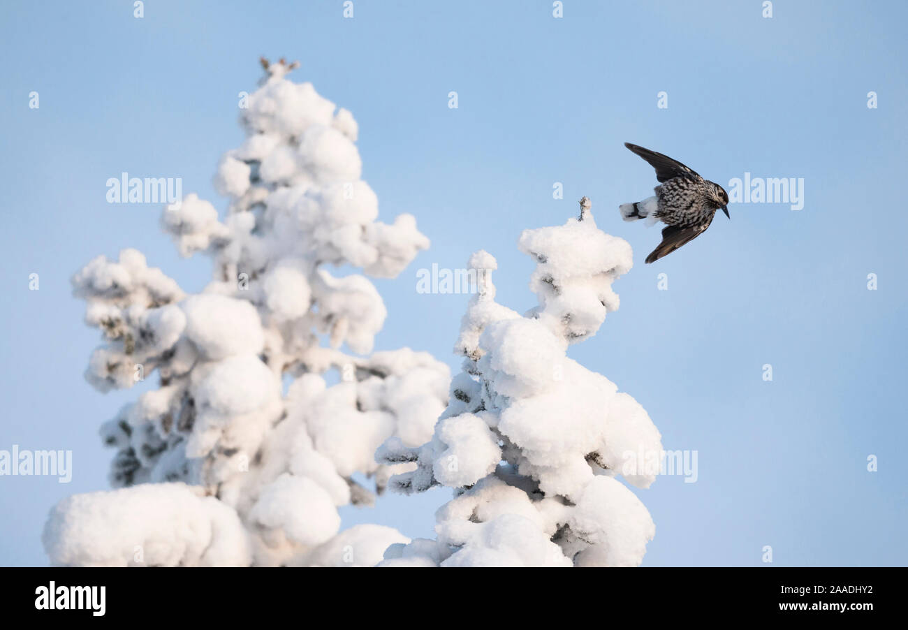 Spotted nutcracker, (Nucifraga caryocatactes) taking off from snow covered  tree, Finland, January. Stock Photo