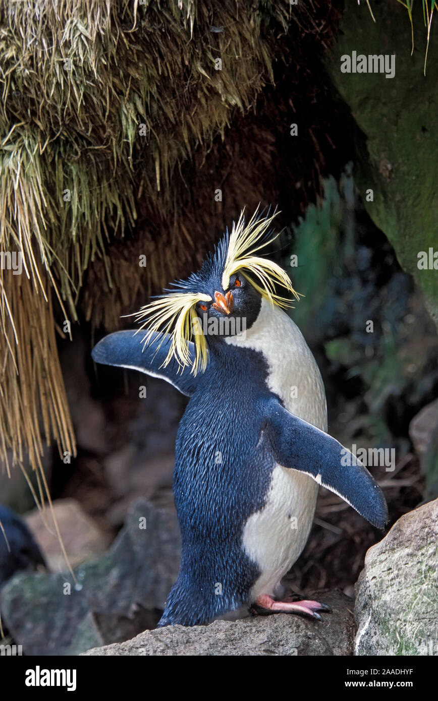 Northern Rockhopper Penguin (Eudyptes moseleyi)  Gough and Inaccessible Islands UNESCO World Heritage Site, South Atlantic. Stock Photo