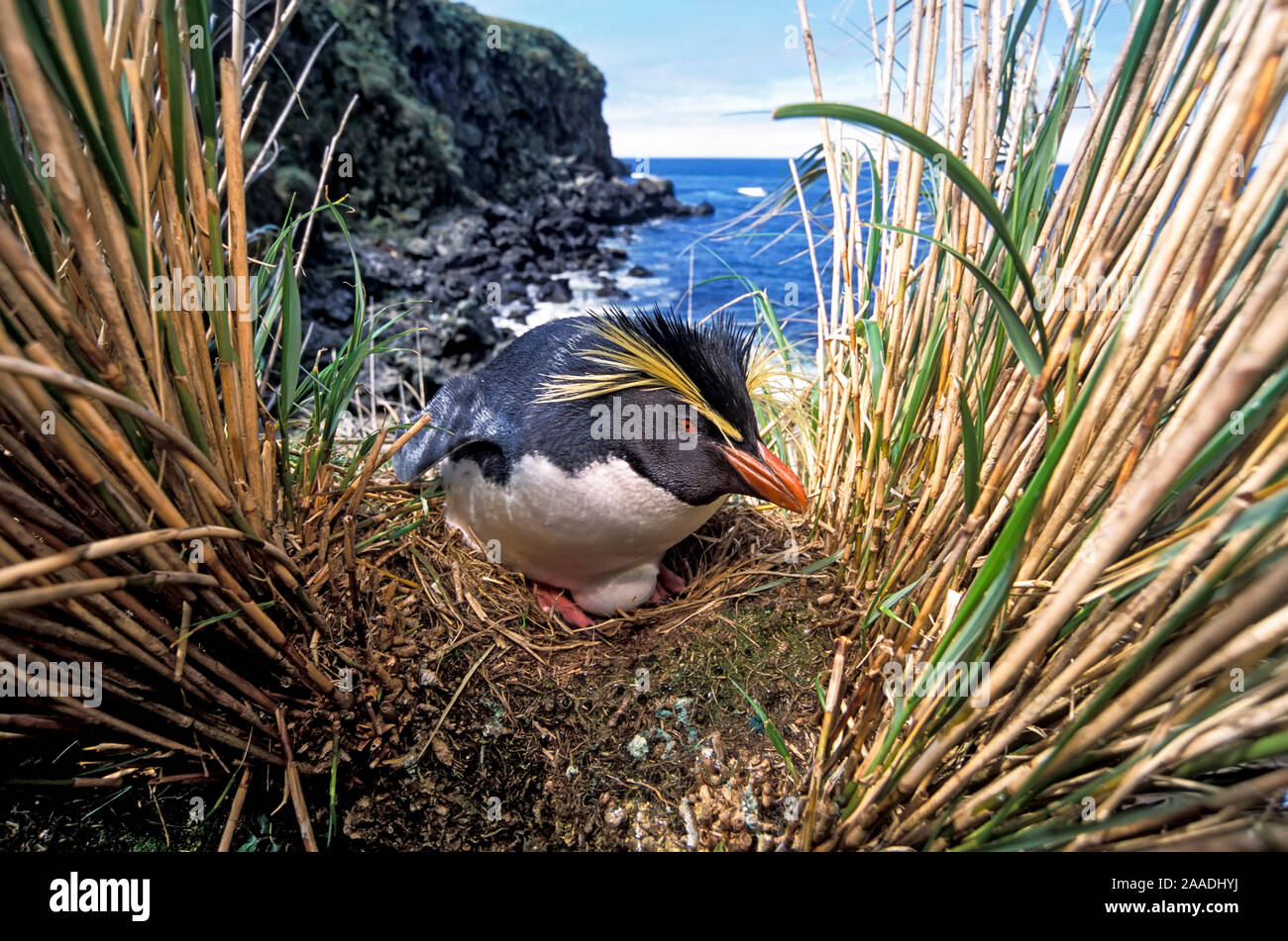 Northern Rockhopper Penguin (Eudyptes moseleyi) on nest, Gough Island, Gough and Inaccessible Islands UNESCO World Heritage Site, South Atlantic. Stock Photo