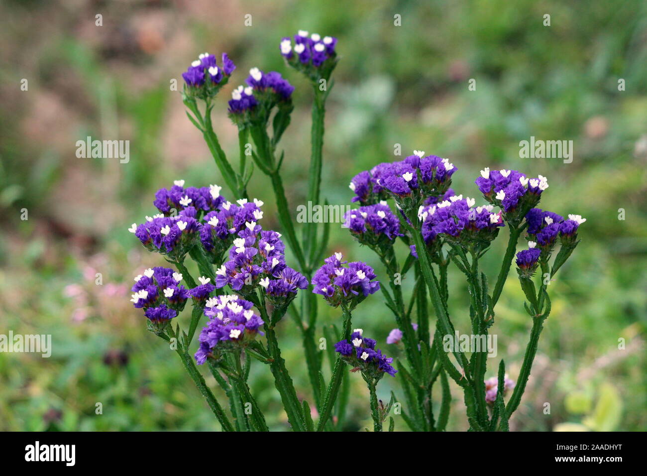 Closeup of Statice or Limonium sinuatum or Wavyleaf sea lavender or Sea lavender or Notch leaf marsh rosemary or Sea pink short lived perennial plant Stock Photo