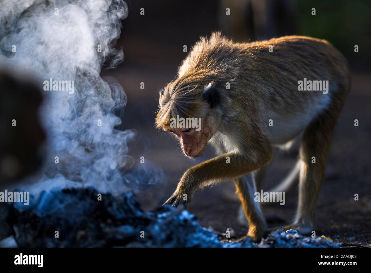 Toque macaque (Macaca sinica sinica) investigating a fire. Polonnaruwa, Sri Lanka February. Stock Photo