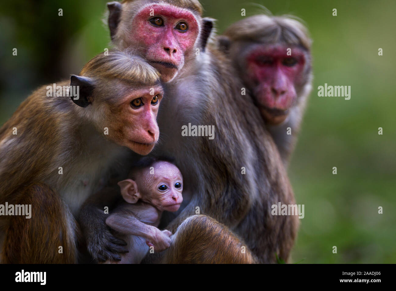 Toque macaque (Macaca sinica sinica) female with her baby and juvenile daughters. Polonnaruwa, Sri Lanka February. Stock Photo