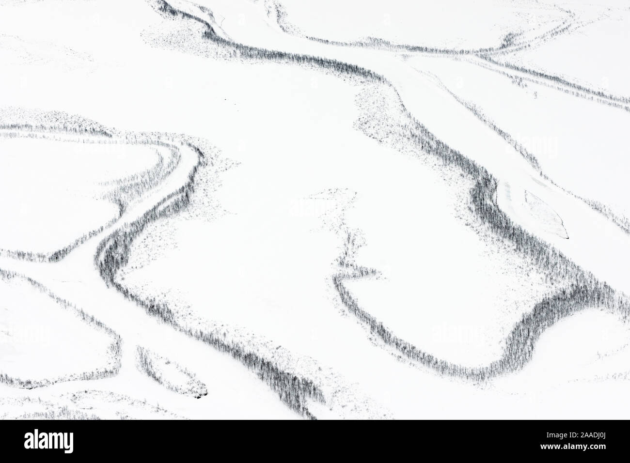 Aerial view oof  snow-covered Rapa delta. The river channels are bordered  by narrow strips of Mountain birch (Betula pubescens) forest. Laponia UNESCO World Heritage Site, Lapland, Sweden.  Highly commended in the OASIS Wildlife Photography Awards competittion 2017. Stock Photo
