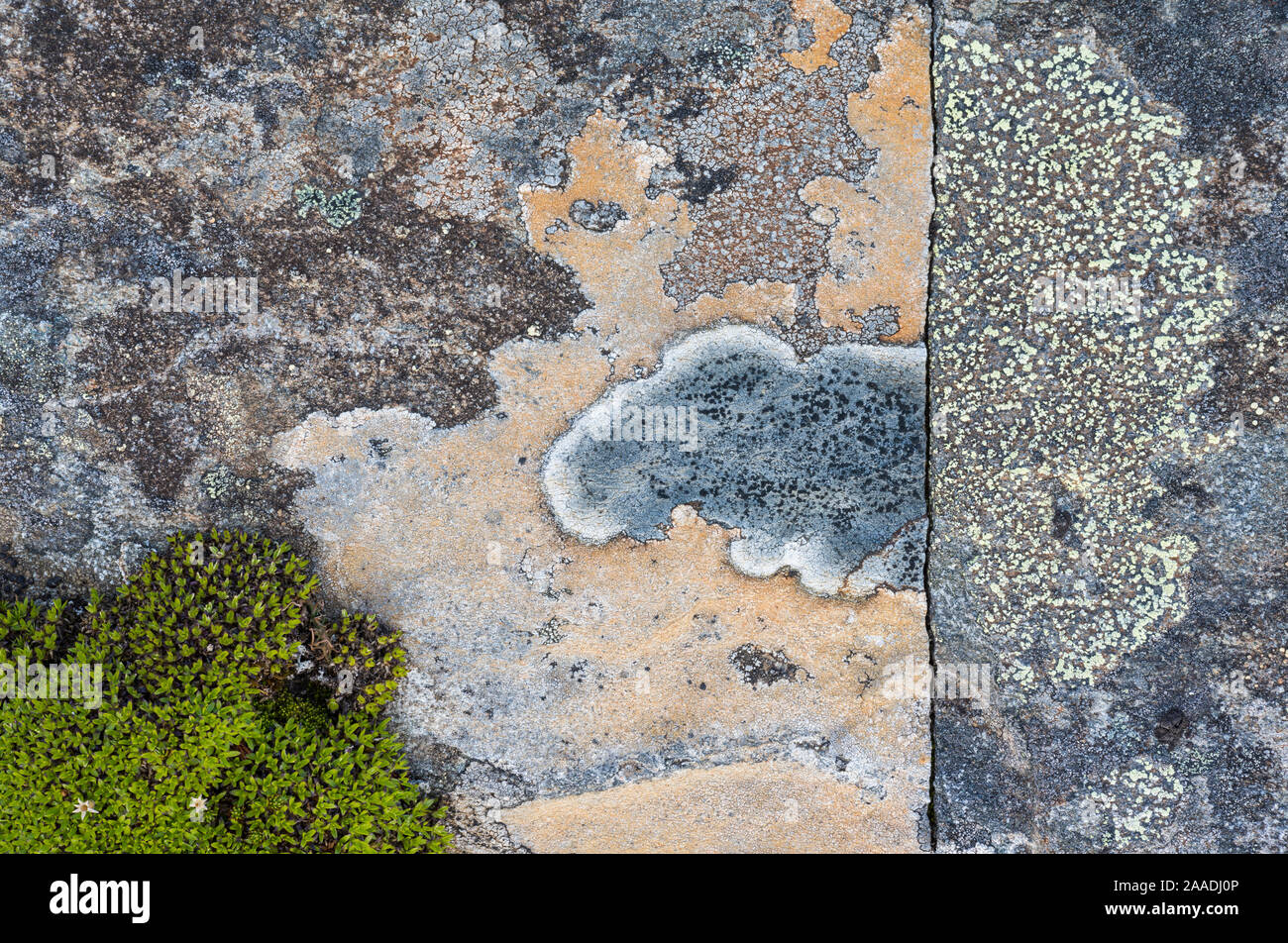 Crustose lichens (Lecanorales) on rocks in Swedish Padjelanta National Park, Laponia World Heritage Site, Sweden. August.  Highly commended in the GDT  European Wildlife Photographer of the Year  competition 2017 Stock Photo