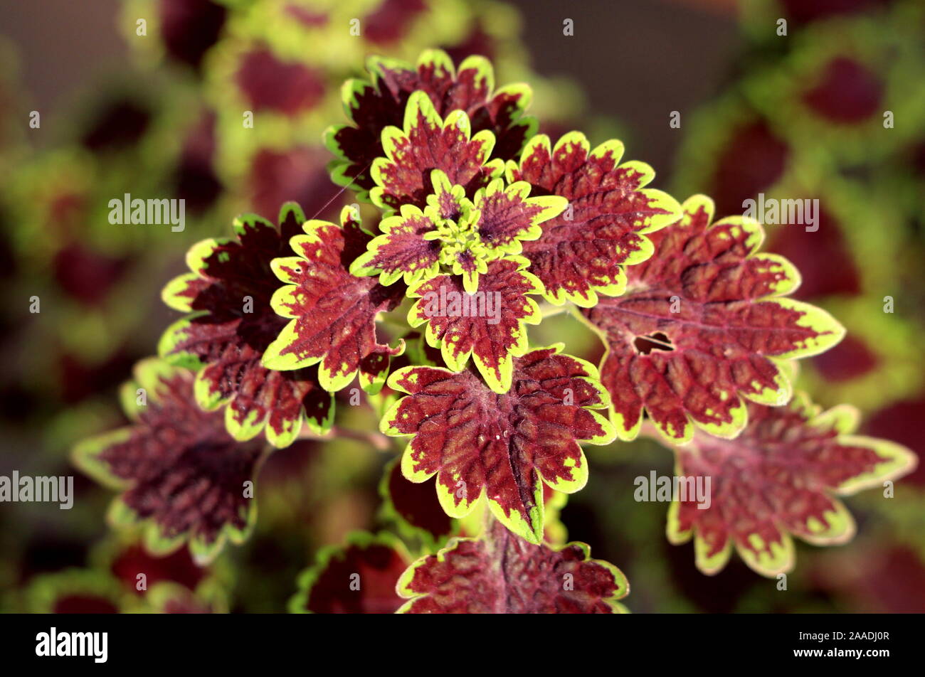 Coleus blumei plectranthus scutellarioides hi-res stock photography and ...
