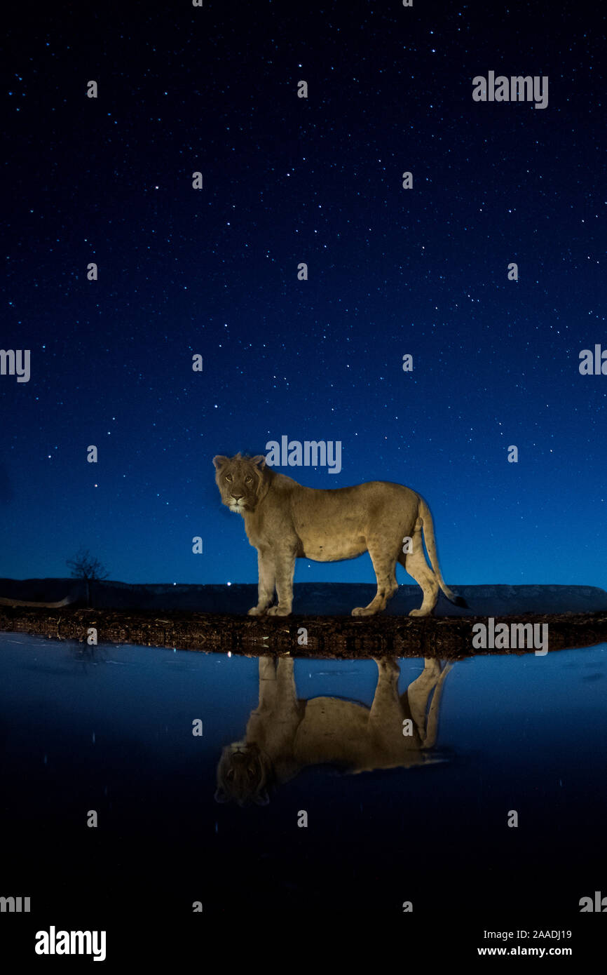 2017 African Lion High Resolution Stock Photography and Images - Alamy