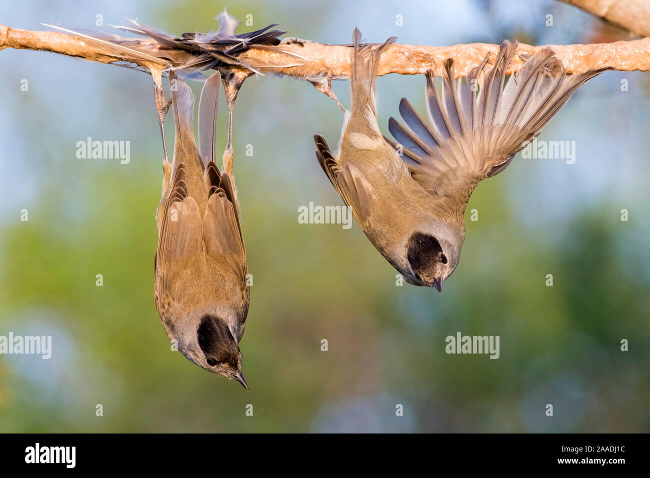 Eurasian blackcaps (Sylvia atricapilla) caught on limed stick, Cyprus. Finalist in The Wildlife Photojournalist Award: Single Image Category of the Wildlife Photographer of  the Year Awards (WPOY) Competition 2017. Stock Photo