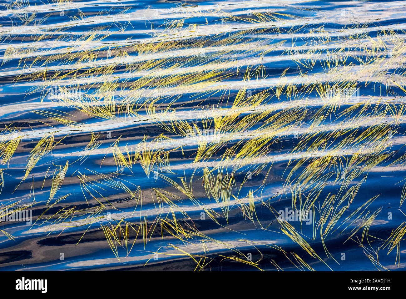 Floating sweet-grass (Glyceria fluitans) in lake, Bjornlandet National Park, North Sweden. Finalist in the Plants and Fungi category of the Wildlife Photographer of the Year Awards (WPOY) Competition 2017. Stock Photo