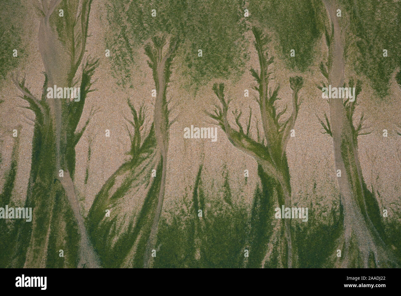 Symsagittifera roscoffensis hires stock photography and images Alamy