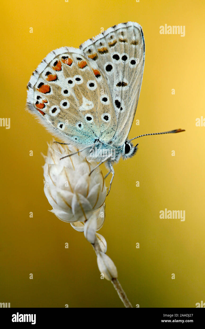 Adonis blue butterfly (Polyommatus bellargus), Baronnies Provencales Regional Natural Park, France, September. Stock Photo