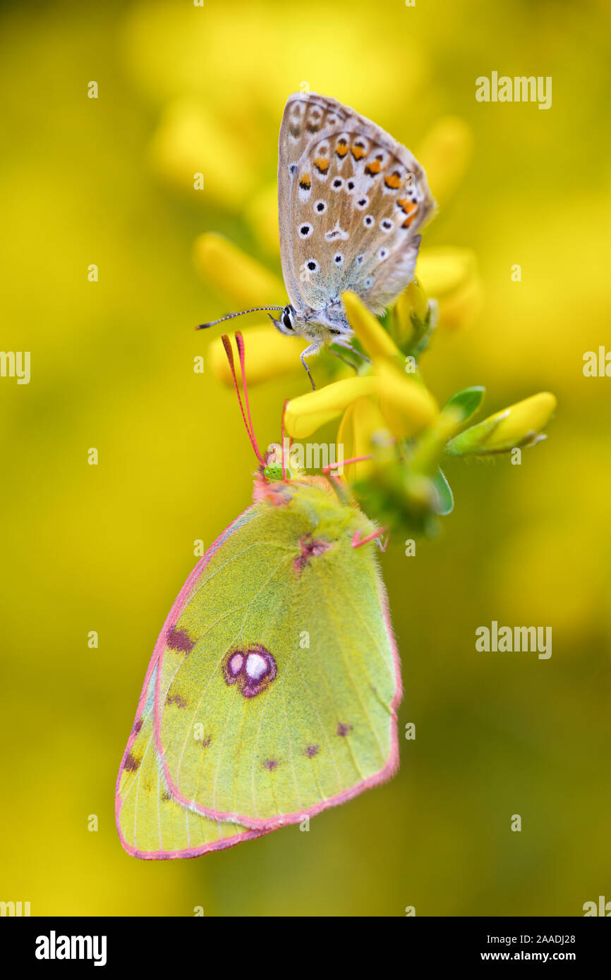 Adonis blue butterfly (Lysandra bellargus) and Berger's Clouded Yellow Butterfly (Colias alfacariensis), Hautes-Alpes, France, May. Stock Photo