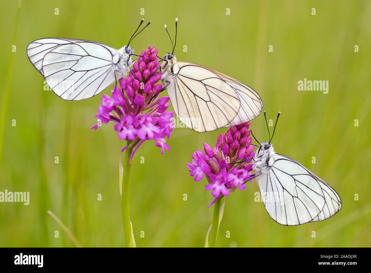 Group of Black veined white butterflies (Aporia crataegi) just after emergence on Pyramidal orchid (Anacamptis pyramidalis) Herault, France, May. Stock Photo