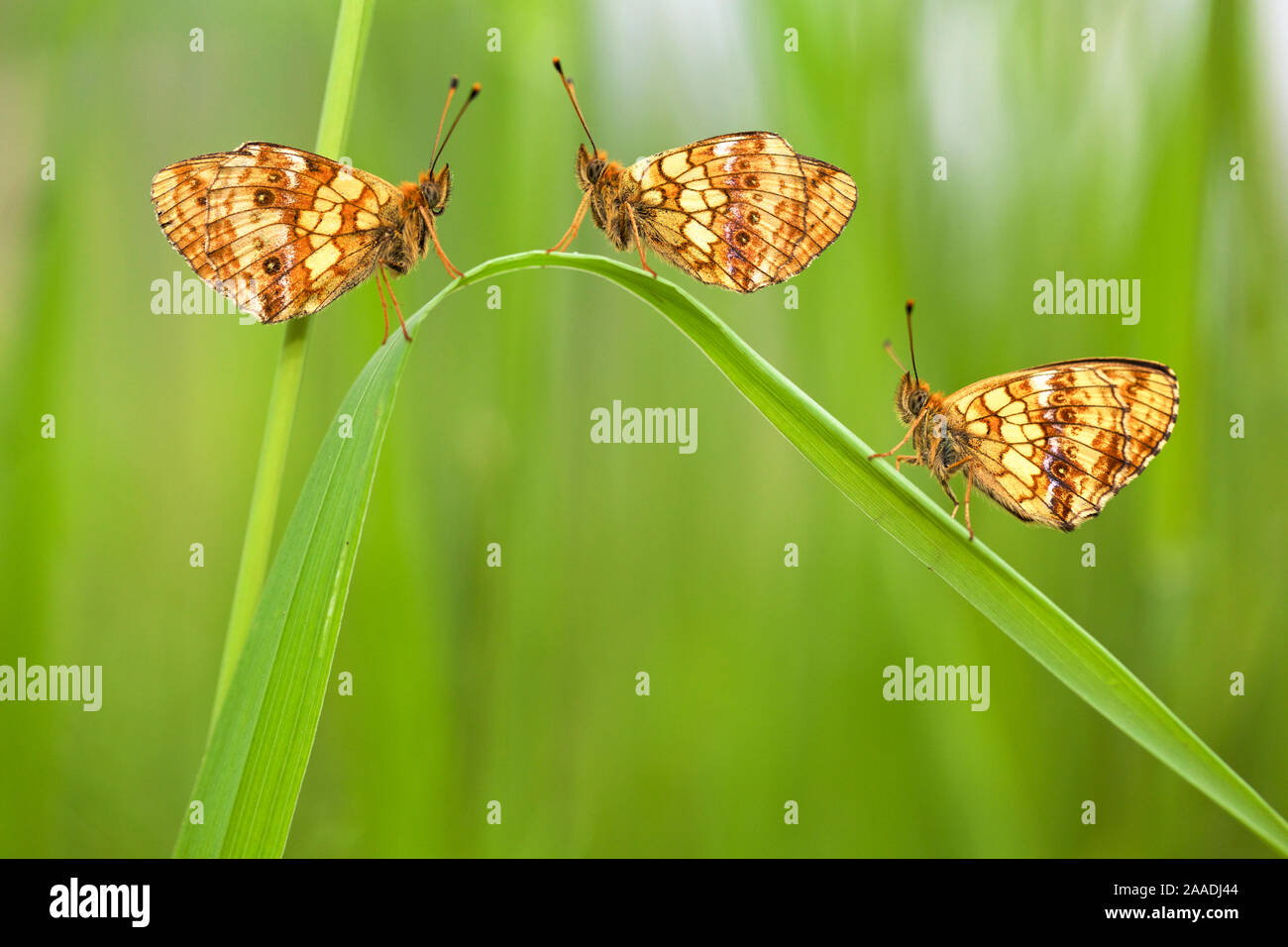 Lesser marbled fritillary butterflies (Brenthis ino) group of three, Haute-Savoie, France, June. Stock Photo