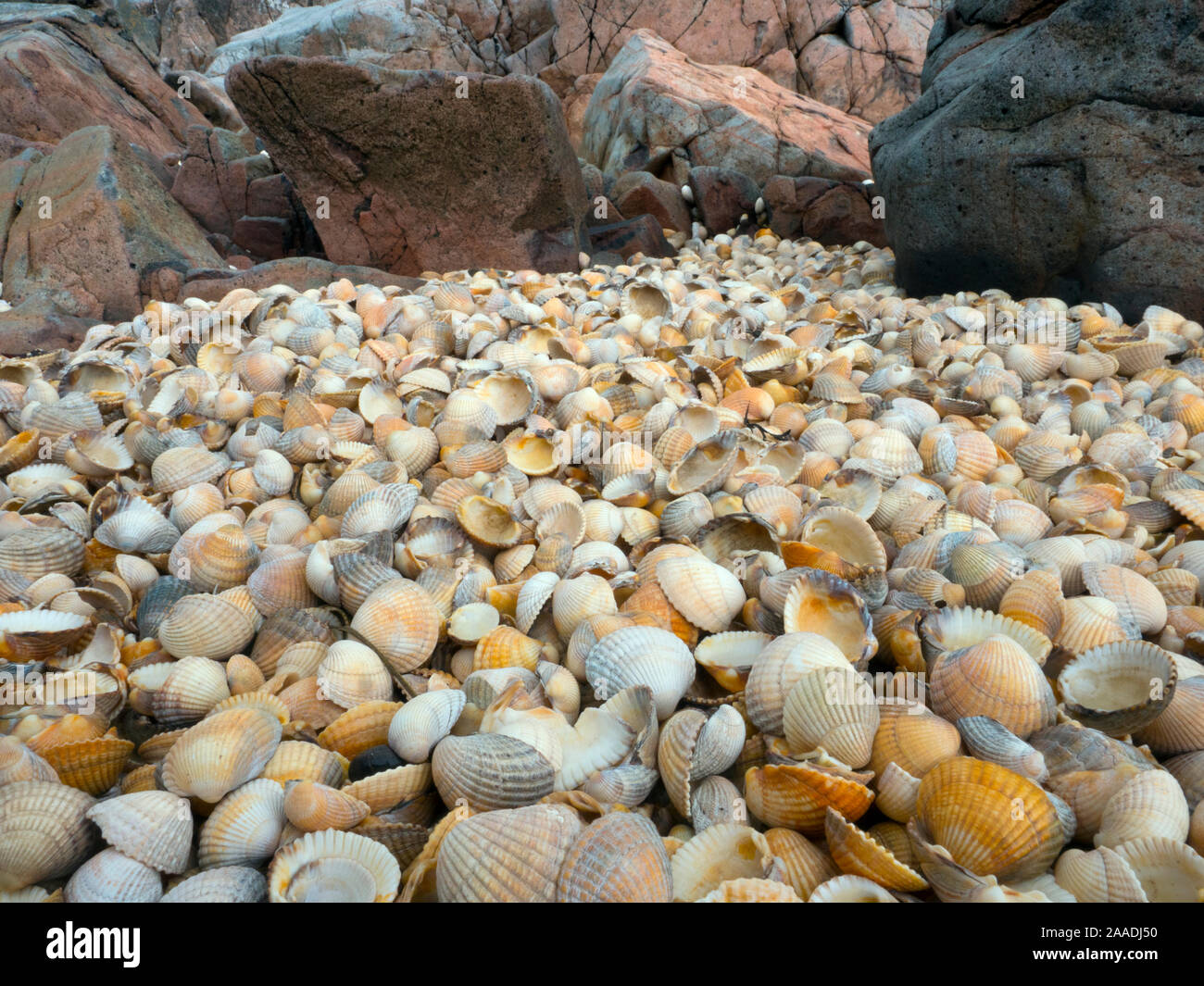 Empty Cockle Shells washed up on shore of  Solway, Dumfries, Scotland, UK, June. Stock Photo