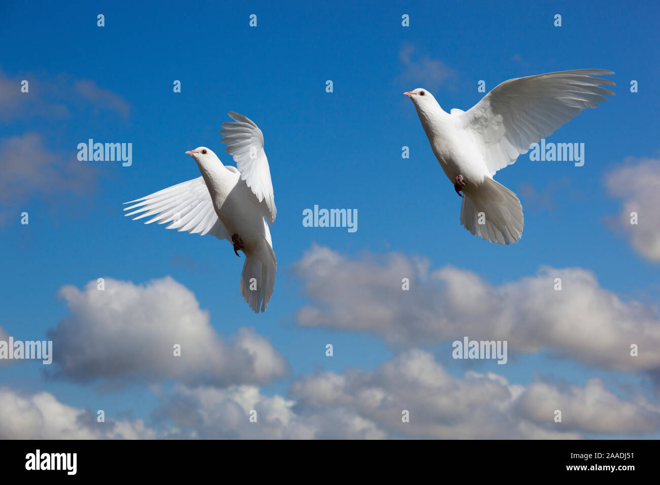 Domestic Fan-tailed pigeons (Columba livia) in flight against a blue sky England, UK. Stock Photo