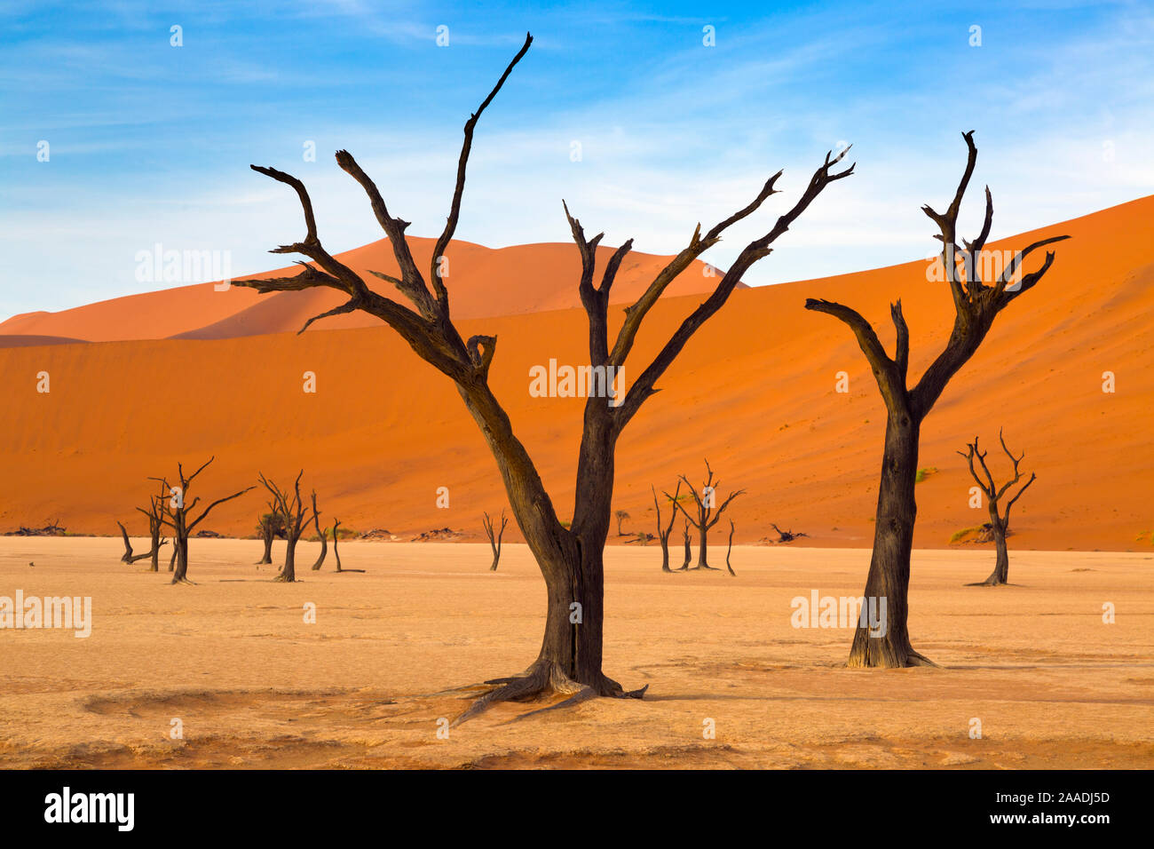Deadvlei with dead Camel thorn trees, Namib-Naukluft National Park, Namib Desert, Namibia Stock Photo