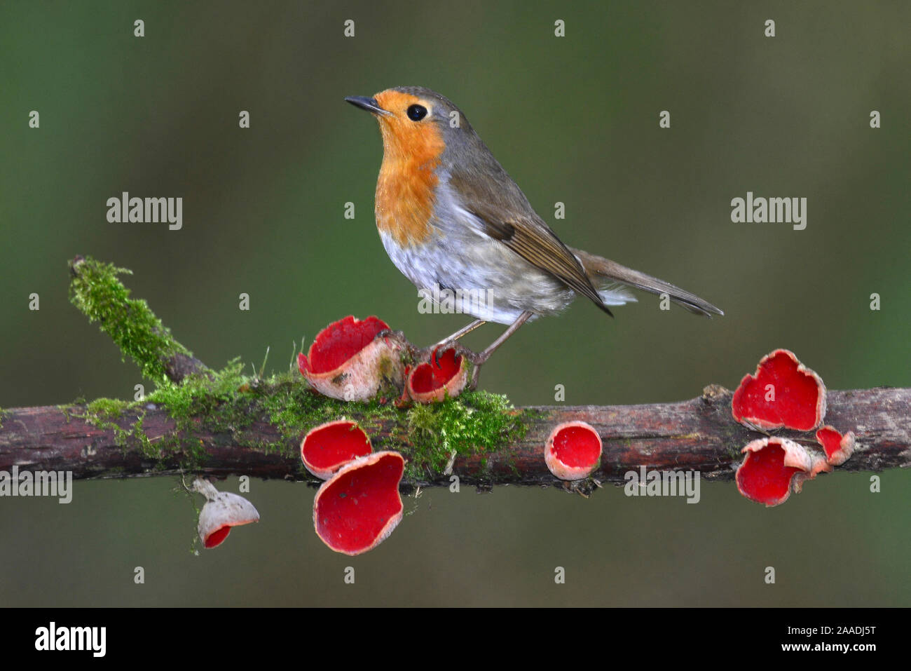 Robin (Erithacus rubecula) on branch with Scarlet elfcup fungus (Sarcoscypha coccinea) spring. Dorset, UK, March. Stock Photo