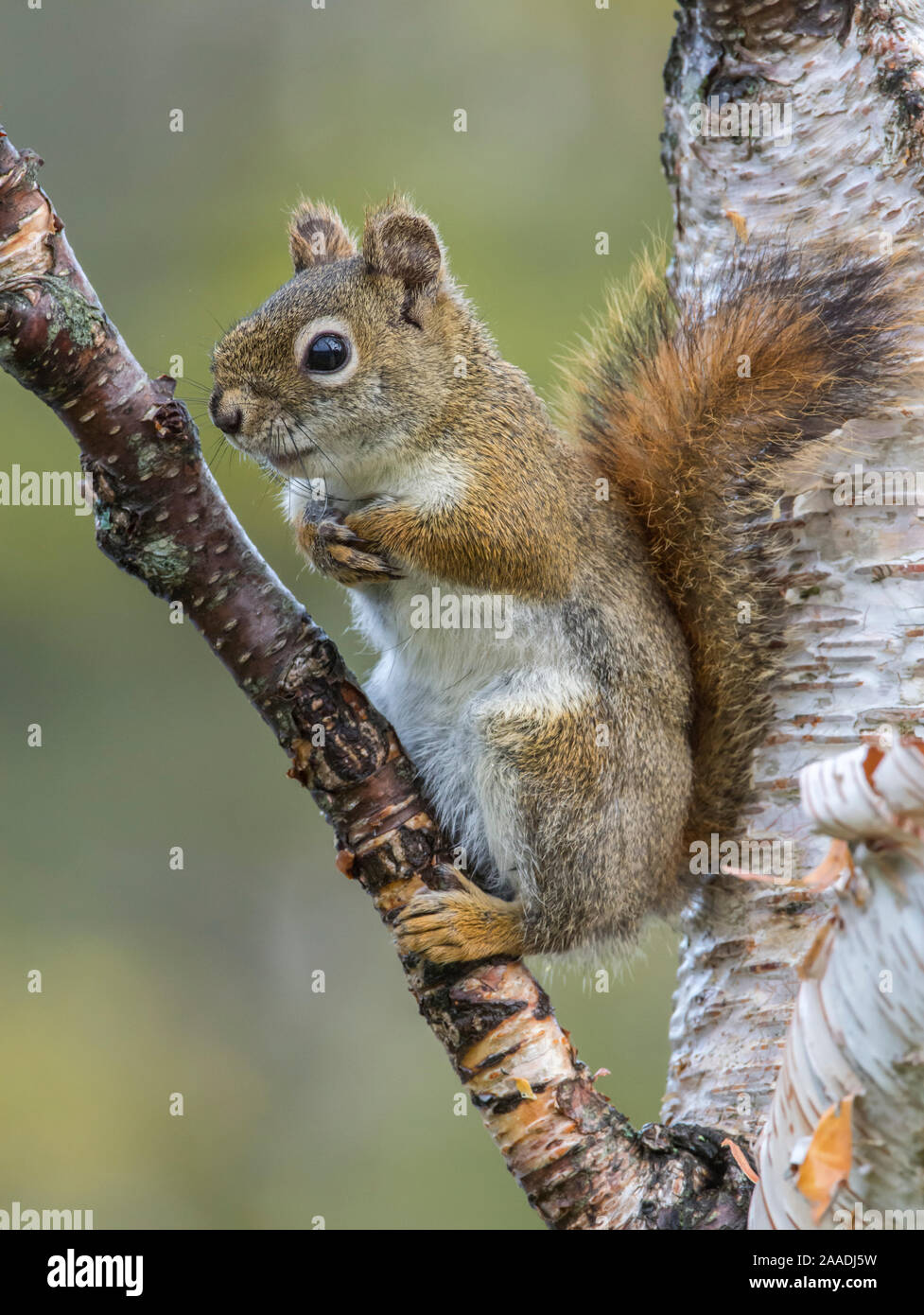 American Red Squirrel (Tamiasciurus hudsonicus). Resting on birch tree. Acadia National Park, Maine, USA. Stock Photo
