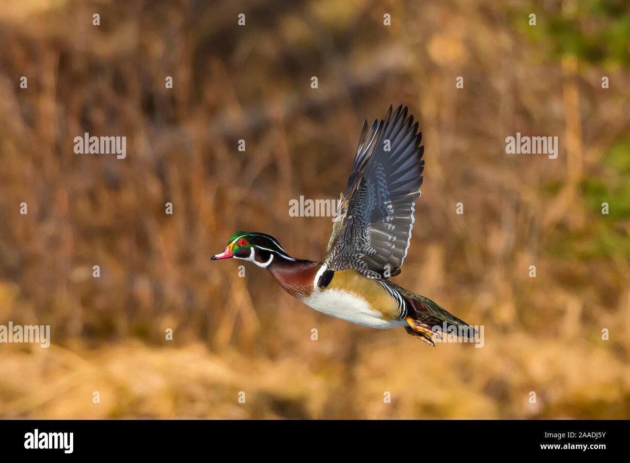 Wood Duck (Aix sponsa). Male in breeding plumage flying at sunset. Acadia National Park, Maine, USA. Stock Photo