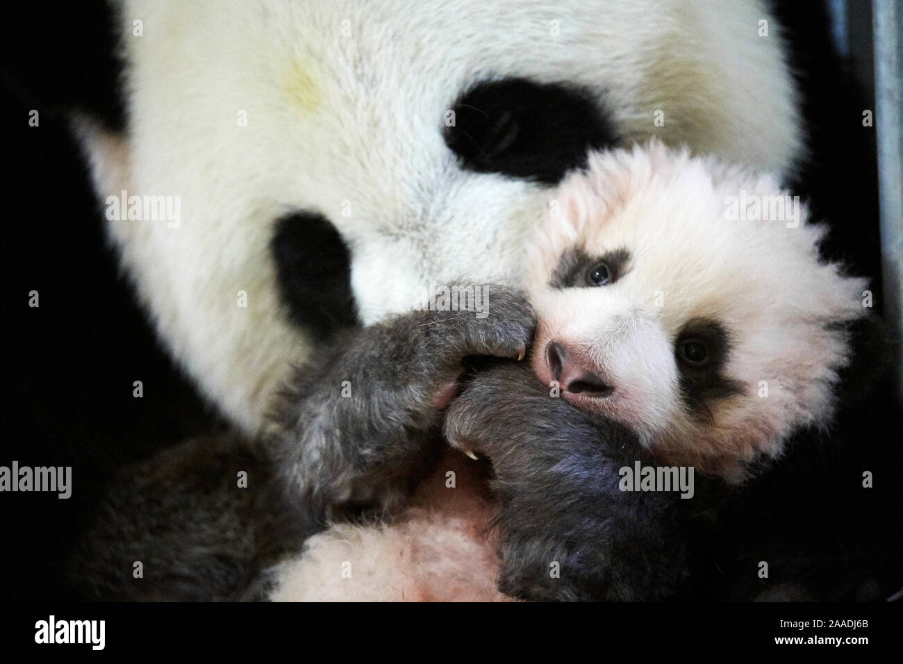 Giant panda (Ailuropoda melanoleuca) female, Huan Huan, holding baby age three months, Beauval Zoo, France, November 2017. Stock Photo