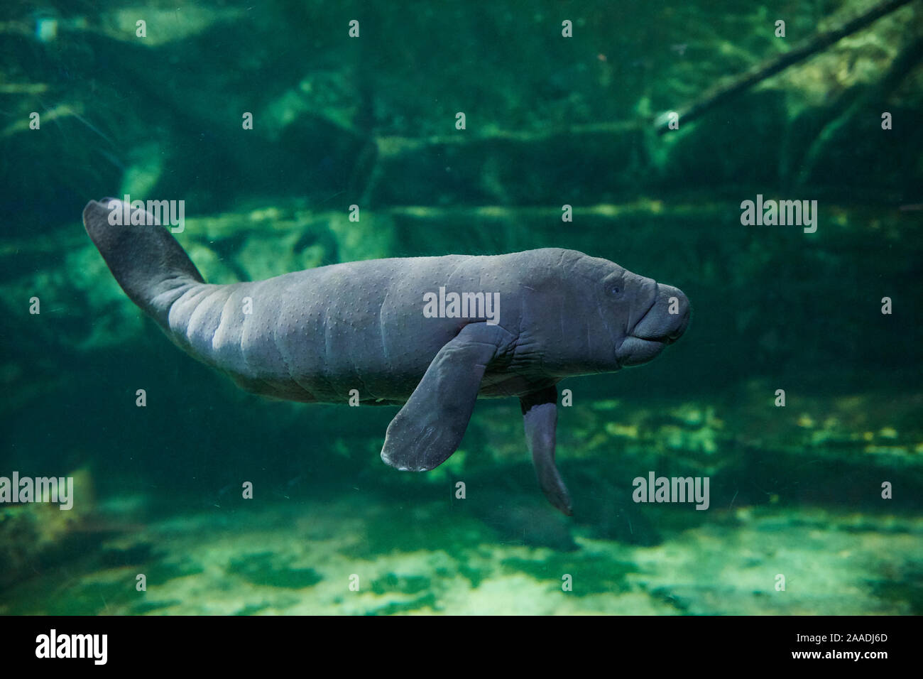 Caribbean manatee or West Indian manatee baby, age two days, (Trichechus manatus) captive, Beauval Zoo, France Stock Photo