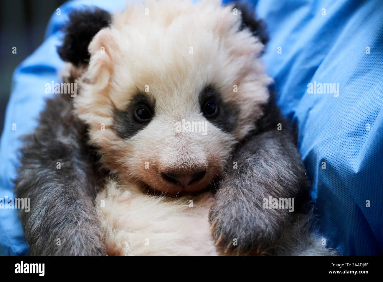 Giant panda baby (Ailuropoda melanoleuca) Mini Xuan-Zi, age 3 months, in arms of keeper, Beauval Zoo, France, October 2017. Stock Photo