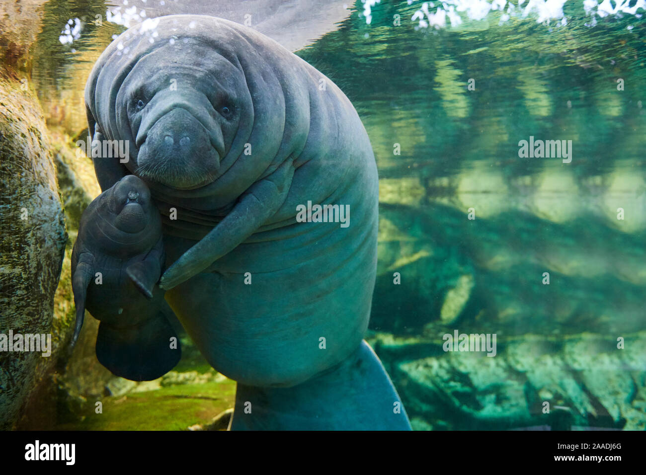Caribbean Manatee Or West Indian Manatee Trichechus Manatus Mother 