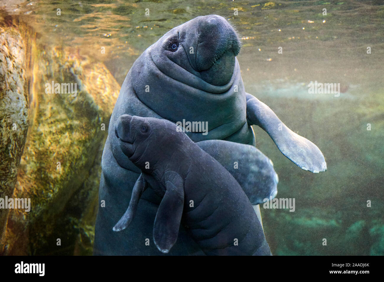 Caribbean manatee or West Indian manatee (Trichechus manatus) mother with baby, age two days,  captive, Beauval Zoo, France Stock Photo