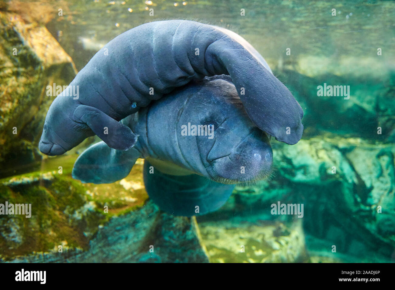 Caribbean manatee or West Indian manatee (Trichechus manatus) mother with baby, age two days,  captive, Beauval Zoo, France Stock Photo