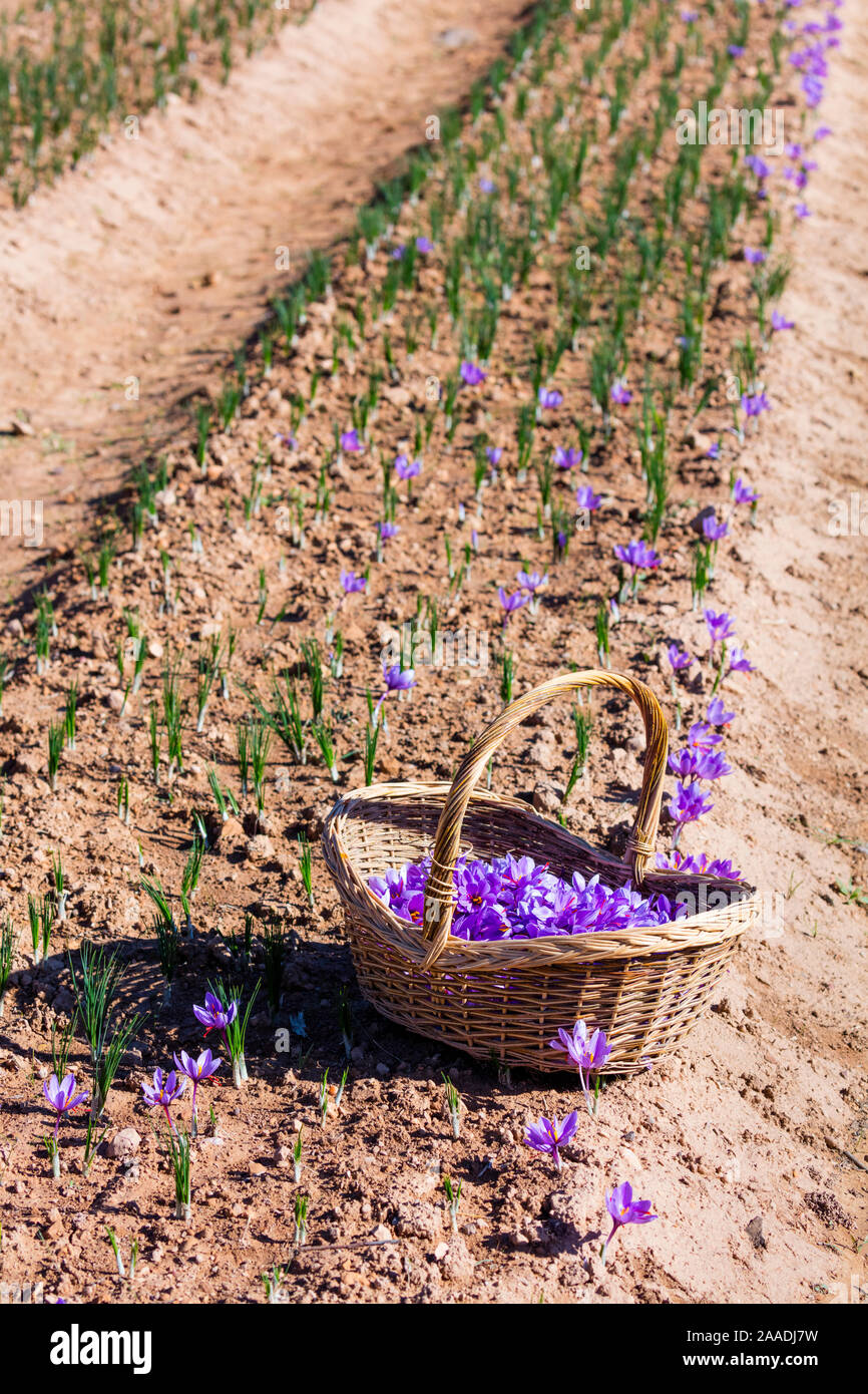 Basket containing harvested Saffron crocuses (Crocus sativus) in a field, cultivated for saffron, Lleida, Catalonia, Spain, November. Stock Photo